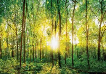 Bos fotobehang Zonnestralen, zon, bomen, * Muurdeco4kids beschikbaar voor biedingen