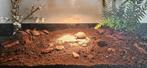 Twee jonge Griekse landschildpadjes + compleet terrarium, Schildpad, Met terrarium, 0 tot 2 jaar