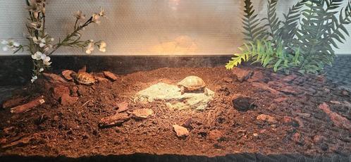 Twee jonge Griekse landschildpadjes + compleet terrarium, Dieren en Toebehoren, Reptielen en Amfibieën, Schildpad, 0 tot 2 jaar