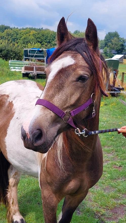 Super leuke valk bonte merries  en shet ruin, Dieren en Toebehoren, Pony's, Merrie, Recreatiepony, 0 tot 2 jaar