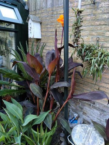 Grote Cannaplant met donker blad en oranje bloem in pot beschikbaar voor biedingen