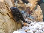 Pleco algeneters, Dieren en Toebehoren, Vissen | Aquariumvissen, Vis, Zoetwatervis