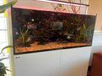 Red sea reefer, Ophalen, Gebruikt, Gevuld zoetwateraquarium