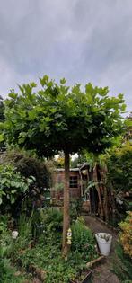Dakplataan, Tuin en Terras, Planten | Bomen, Ophalen, Bloeit niet, Halfschaduw, 100 tot 250 cm