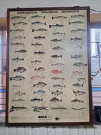 Schoolplaten visplaten  echte oude, Ophalen, Overige thema's