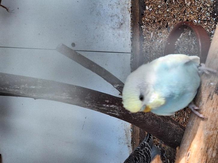 Te koop jonge grasparkieten, Dieren en Toebehoren, Vogels | Parkieten en Papegaaien, Parkiet, Meerdere dieren, Tam, Geringd