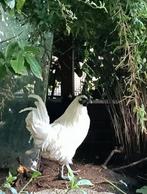 Ayam cemani putih, Dieren en Toebehoren, Mannelijk, Kip