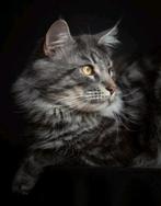 Maine coon dekkater