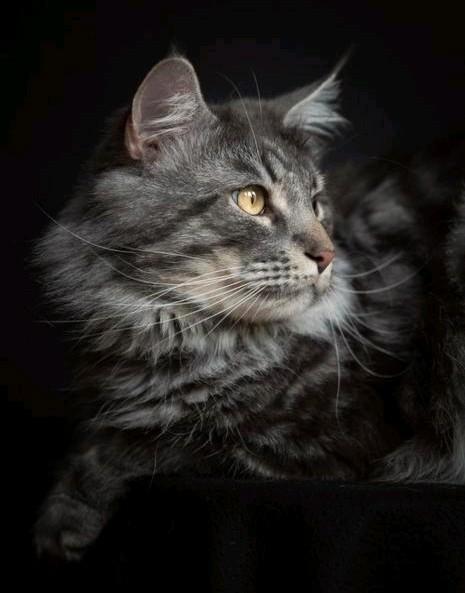 Maine coon dekkater, Dieren en Toebehoren, Katten en Kittens | Dekkaters