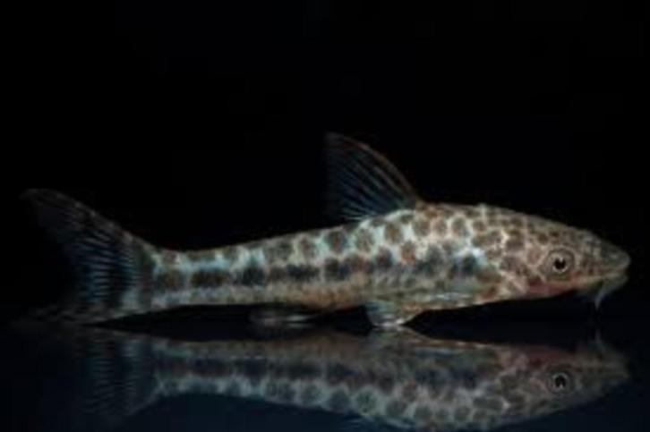 Otocinclus Arnoldi - Dwerg algen eter bij Koidream Valburg, Dieren en Toebehoren, Vissen | Aquariumvissen, Zoetwatervis, Vis