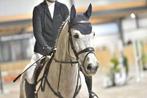 Mooie schimmel merrie, Dieren en Toebehoren, Paarden, Merrie, B, 170 tot 175 cm, 7 tot 10 jaar