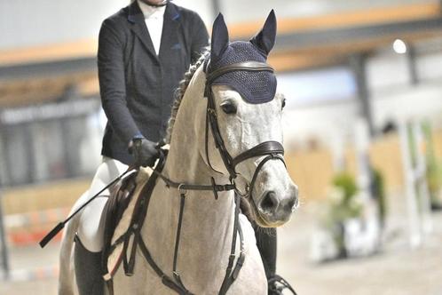 Mooie schimmel merrie, Dieren en Toebehoren, Paarden, Merrie, B, 170 tot 175 cm, 7 tot 10 jaar, Recreatiepaard