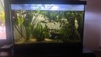 Aquarium 60 liter met diverse vissen, Ophalen, Zo goed als nieuw, Terrarium of Paludarium