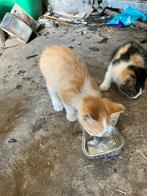 4 boerderij katjes geboren 25 mei, Dieren en Toebehoren, Katten en Kittens | Overige Katten, Meerdere dieren, Kortharig, 0 tot 2 jaar