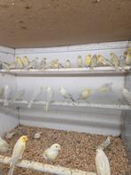 Opaal agaat mozaiek kanaries, Dieren en Toebehoren, Meerdere dieren, Kleurkanarie