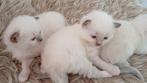 Ragdoll kittens, Meerdere dieren, Gechipt, 0 tot 2 jaar