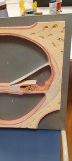 Anatomisch model doorsnede van het oor, Antiek en Kunst, Curiosa en Brocante, Ophalen of Verzenden