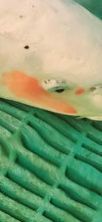 Doitsu  jumbo Koi 65 cm, Dieren en Toebehoren, Karper of Koi