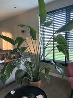 Strelitzia Nicolai - 2.5m hoog, Ophalen, 200 cm of meer, Overige soorten, Halfschaduw