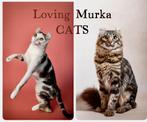 American curl katers | lief | gecastreerd | stamboom, Dieren en Toebehoren, Katten en Kittens | Overige Katten, Meerdere dieren