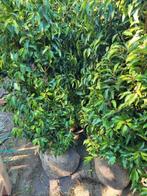 Laurierstruiken voor de haag., Tuin en Terras, Planten | Struiken en Hagen, Ophalen, Laurier, 100 tot 250 cm