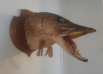 Grote opgezette kop van een snoek beschikbaar voor biedingen