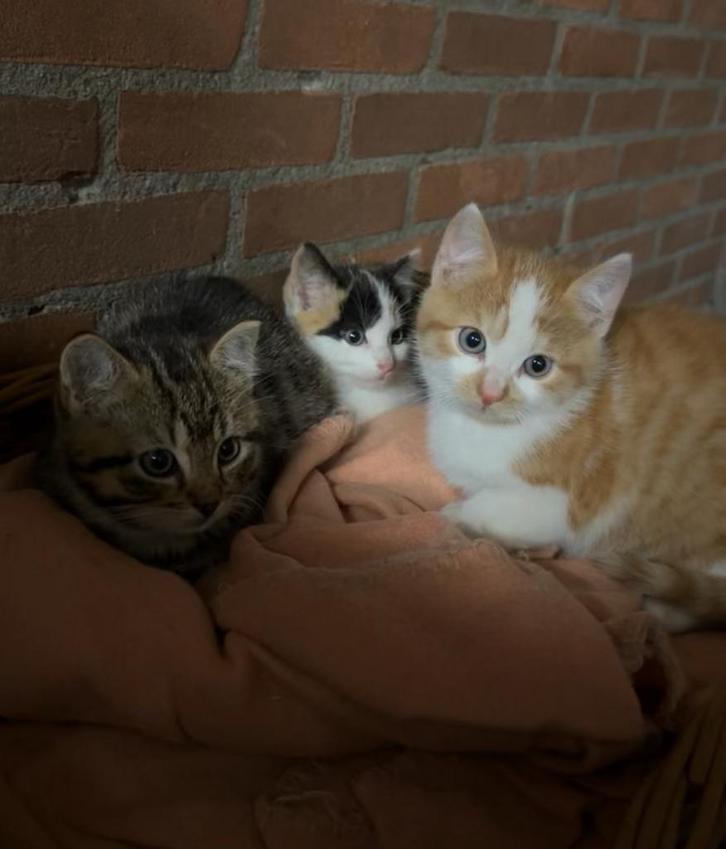 Nog 1 onwijs lieve en sociale kerst kitten, Dieren en Toebehoren, Katten en Kittens | Overige Katten, Kortharig, Meerdere dieren