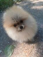 Pomeriaan pup reu, Dieren en Toebehoren, Honden | Poolhonden, Keeshonden en Oertypen, Particulier, 15 weken tot 1 jaar, Reu, Buitenland