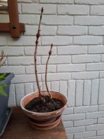 Dubbele kastanje Bonsai, Bloeit niet, Overige soorten, Minder dan 100 cm, Ophalen