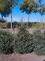 Kerstbomen Picea Abies, Tuin en Terras, Ophalen