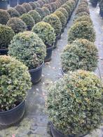 Taxusbollen leverbaar tot 200 cm doorsnede. Vanaf euro 35,-., Overige soorten, Volle zon, Vaste plant, Ophalen of Verzenden