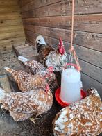 Te koop: broedeieren  Zweedse Blomenkip, Dieren en Toebehoren, Pluimvee, Geslacht onbekend, Kip