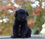 Friese Stabij x Golden Retriever pups uit stamboomouders, Nederland, Overige rassen, 8 tot 15 weken, Teef