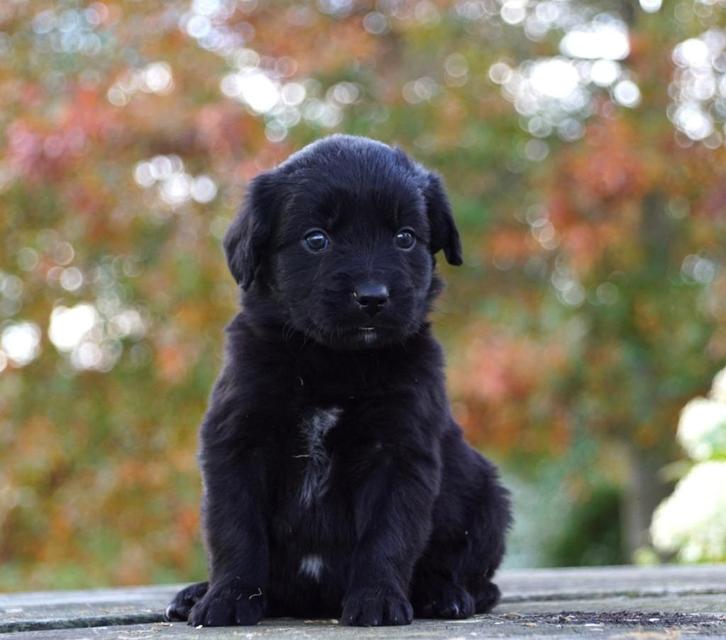 Friese Stabij x Golden Retriever pups uit stamboomouders, Dieren en Toebehoren, Honden | Setters en Staande honden, Teef, Overige rassen