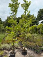 Amberboom hoog ruim 350 cm mooi gelijk heb er 2 pst 69,50, Tuin en Terras, Planten | Bomen, Bloeit niet, Halfschaduw, Overige soorten