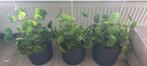 Grote pannekoekplanten 3x, Ophalen, Minder dan 100 cm