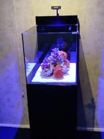 ZEEAQUARIUM     NAGEL NIEUW!!!, Dieren en Toebehoren, Ophalen, Nieuw, Gevuld zeewateraquarium