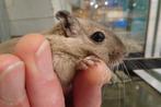 Gerbils (woestijnratjes), Dieren en Toebehoren, Knaagdieren, Rat, December, Vrouwelijk, Tam
