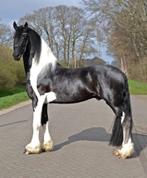 Ter dekking Gregor! Tevens te koop, Dieren en Toebehoren, Hengst