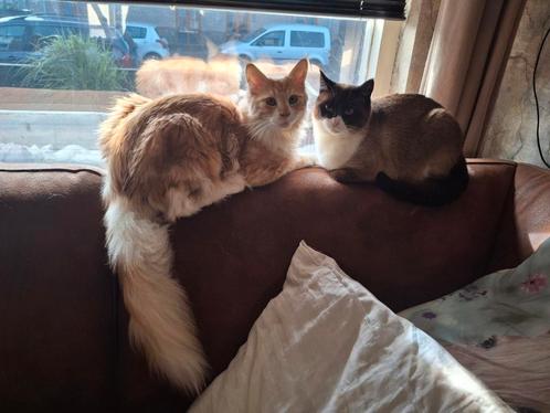 Nog 1 kittens  halve mainecoon'  kwart ragdol. Kwart?, Dieren en Toebehoren, Katten en Kittens | Overige Katten, Meerdere dieren