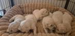 Prachtige Golden Retriever pups., Dieren en Toebehoren, Golden retriever, Rabiës (hondsdolheid), 8 tot 15 weken, Teef