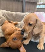 Dwerg teckel pups in huis grootgebracht. 🏡🐶, Dieren en Toebehoren, Honden | Teckels en Dashonden, 8 tot 15 weken, Korthaar, Dwerg