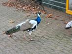 3 pauwen zoeken een fijn nieuw thuis!, Dieren en Toebehoren, Pluimvee, Meerdere dieren, Overige soorten