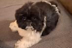 Mooie klein blijvende boomer pups, 8 tot 15 weken, CDV (hondenziekte), Meerdere, Nederland