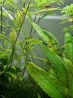 Gratis baby Guppy, Ophalen of Verzenden, Nieuw