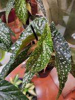 begonia silverspot, Overige soorten, Minder dan 100 cm, Ophalen of Verzenden, Halfschaduw