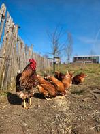 Haan met kippen (9 stuks), Dieren en Toebehoren, Pluimvee, Meerdere dieren, Kip