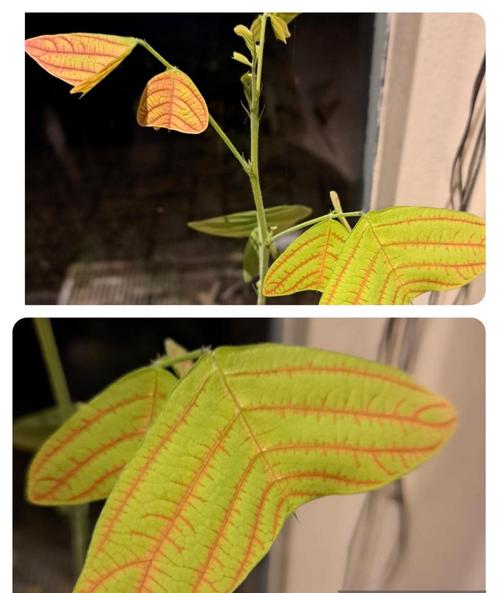 Zaden Christia obcordata  zeldzame kamerplant 5 zaden, Tuin en Terras, Bloembollen en Zaden, Verzenden