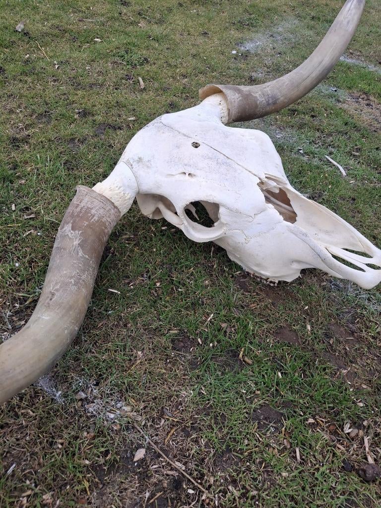 Longhoorn skull, Ophalen, Zo goed als nieuw, Wild dier, Schedel
