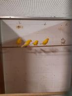 Rec witte kanarie man gerind 2025  en gele  mannen 2025 geri, Dieren en Toebehoren, Mannelijk, Kleurkanarie